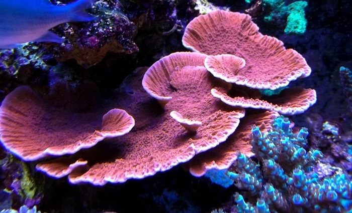 Montipora plate coral