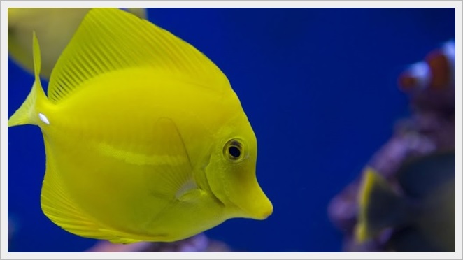 YellowTang balığı