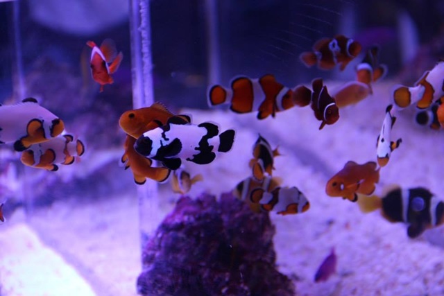 palyaço Clownfish balıkları