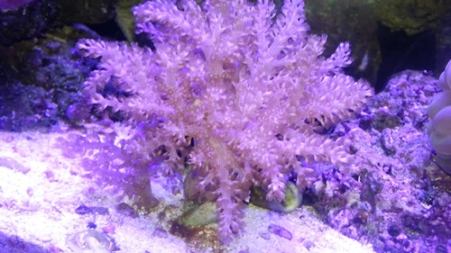 tree coral mercan