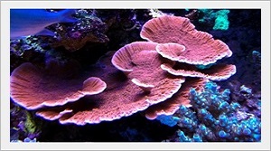 Montipora Plate Coral