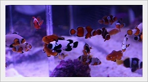 Palyaço Clownfish Balıkları